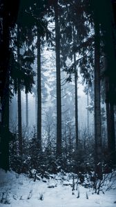 Preview wallpaper forest, winter, fog, trees