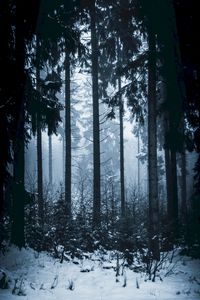 Preview wallpaper forest, winter, fog, trees