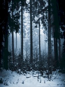 Preview wallpaper forest, winter, fog, trees