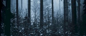 Preview wallpaper forest, winter, fog, trees