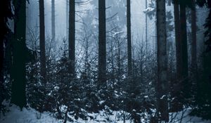Preview wallpaper forest, winter, fog, trees