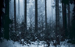 Preview wallpaper forest, winter, fog, trees