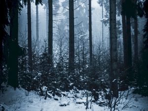 Preview wallpaper forest, winter, fog, trees