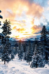 Preview wallpaper forest, winter, mountains, snow