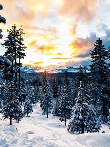 Preview wallpaper forest, winter, mountains, snow