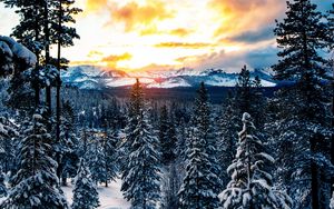 Preview wallpaper forest, winter, mountains, snow