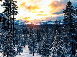 Preview wallpaper forest, winter, mountains, snow