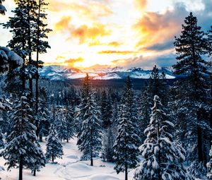Preview wallpaper forest, winter, mountains, snow