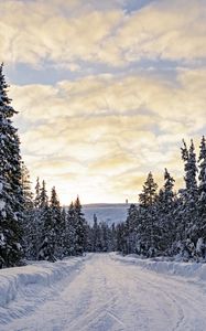 Preview wallpaper forest, winter, road, spruces, clouds, nature