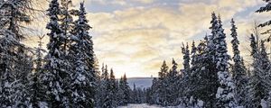 Preview wallpaper forest, winter, road, spruces, clouds, nature