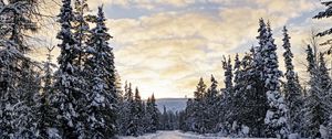 Preview wallpaper forest, winter, road, spruces, clouds, nature
