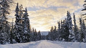Preview wallpaper forest, winter, road, spruces, clouds, nature