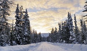 Preview wallpaper forest, winter, road, spruces, clouds, nature