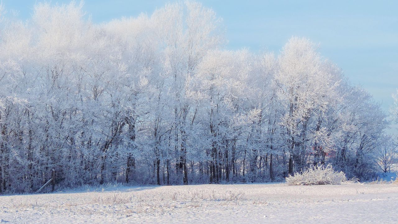 Wallpaper forest, winter, snow, landscape, trees
