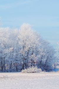 Preview wallpaper forest, winter, snow, landscape, trees