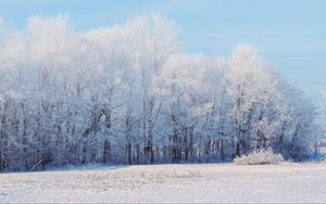 Preview wallpaper forest, winter, snow, landscape, trees