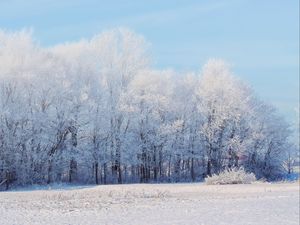 Preview wallpaper forest, winter, snow, landscape, trees