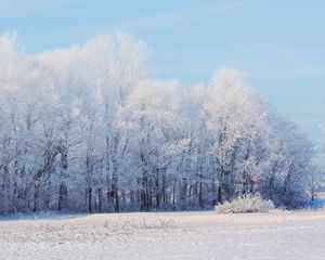 Preview wallpaper forest, winter, snow, landscape, trees