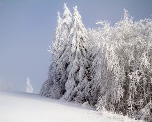 Preview wallpaper forest, winter, snow