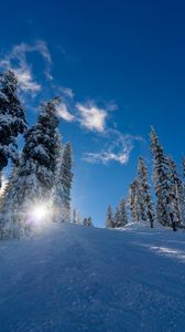 Preview wallpaper forest, winter, snow, trees, sunlight, elevation