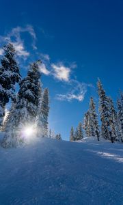 Preview wallpaper forest, winter, snow, trees, sunlight, elevation