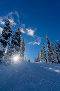 Preview wallpaper forest, winter, snow, trees, sunlight, elevation