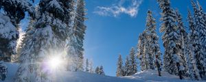 Preview wallpaper forest, winter, snow, trees, sunlight, elevation