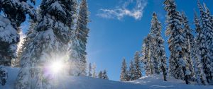 Preview wallpaper forest, winter, snow, trees, sunlight, elevation
