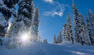 Preview wallpaper forest, winter, snow, trees, sunlight, elevation