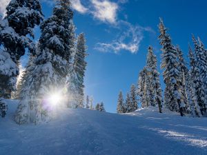 Preview wallpaper forest, winter, snow, trees, sunlight, elevation