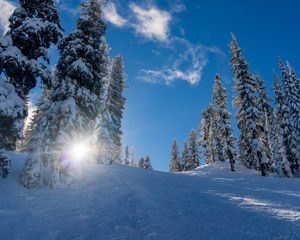 Preview wallpaper forest, winter, snow, trees, sunlight, elevation