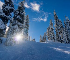 Preview wallpaper forest, winter, snow, trees, sunlight, elevation