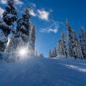 Preview wallpaper forest, winter, snow, trees, sunlight, elevation