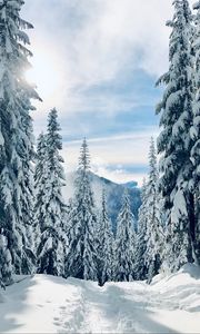 Preview wallpaper forest, winter, snow, trees, path, traces