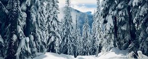 Preview wallpaper forest, winter, snow, trees, path, traces