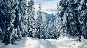 Preview wallpaper forest, winter, snow, trees, path, traces