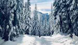 Preview wallpaper forest, winter, snow, trees, path, traces