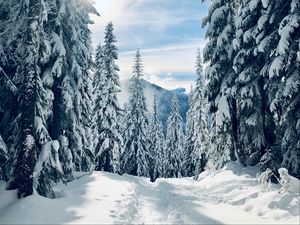 Preview wallpaper forest, winter, snow, trees, path, traces