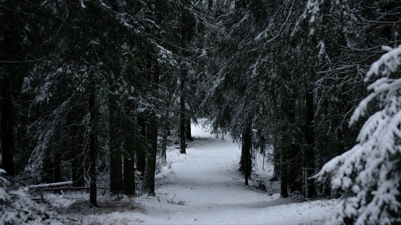Wallpaper forest, winter, snow, trees, branches