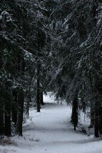 Preview wallpaper forest, winter, snow, trees, branches