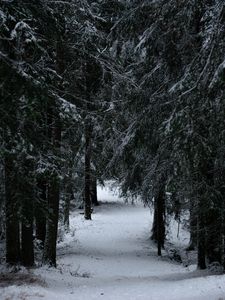 Preview wallpaper forest, winter, snow, trees, branches