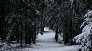Preview wallpaper forest, winter, snow, trees, branches