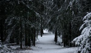 Preview wallpaper forest, winter, snow, trees, branches