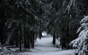 Preview wallpaper forest, winter, snow, trees, branches