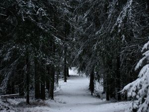 Preview wallpaper forest, winter, snow, trees, branches