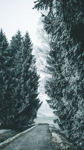Preview wallpaper forest, winter, snow, trees, road, snowy