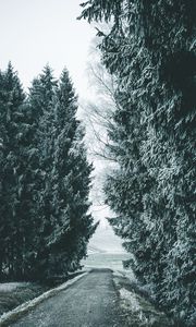 Preview wallpaper forest, winter, snow, trees, road, snowy