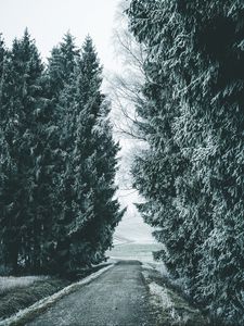 Preview wallpaper forest, winter, snow, trees, road, snowy
