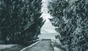 Preview wallpaper forest, winter, snow, trees, road, snowy