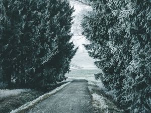 Preview wallpaper forest, winter, snow, trees, road, snowy